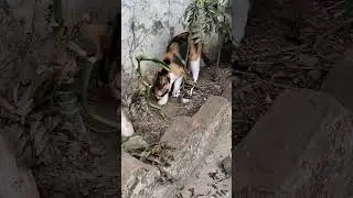 what's she is doing? my cute Calico cat #coco #animallife #animallovers #catbreed