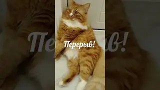 Перерыв! Кот против работы😸Break Time 😼 Cat vs. Work #cat #юмор #веселыекоты