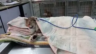 Treatment of Viral disease in cat #FIV #FeLV
