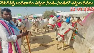 దేవరకద్ర బుధవారం ఎద్దుల సంత | Devarakadra Bulls market | Oxen prices | 22-01-2025 @purnafarms