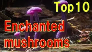 【Fascination】Impressive fascinating mushroom Top 22【Wonder Ranking】