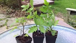 How To Indentify Most Antho Tomato Seedlings