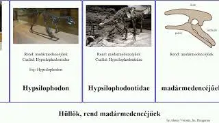 H&uuml;llők, rend mad&aacute;rmedenc&eacute;jűek reptilia Jammy Hypsilophodon Hadrosauridae Ornithischia Barsboldia