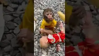 Fight 2litile monkey #monkey #funny #cute #baby #babymonkey #memes #smart #socute #babycute #trendin