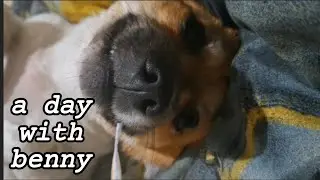 Benny&rsquo;s Day #2 &ndash; Wake Up, Stretch, Walk