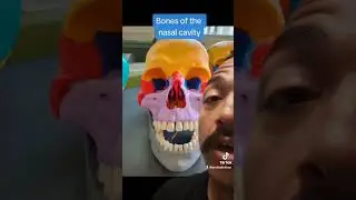 Bones of the nasal cavity