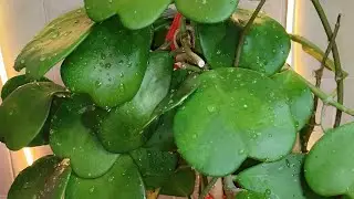Hoja Kerry