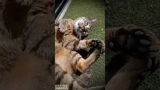 Pretty cute kitty cat with big paws #cute #catlover #shortvideo