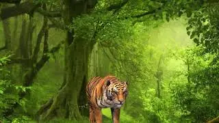 free green screen, animals, tiger, chroma key, 3d animation, 4K, hd