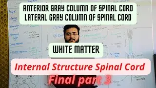 Anterior | Lateral Gray column of spinal cord Internal structure | #spinalcord #neuroanatomy