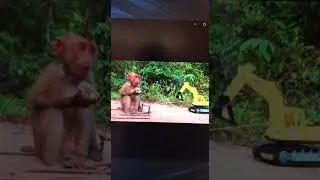 Bby monkey trap