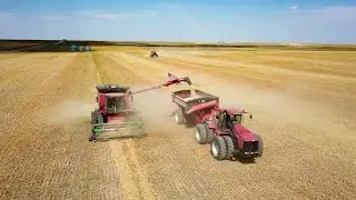 Millet Harvest 2021