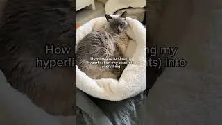 Это культ #кот #шорты #смешно