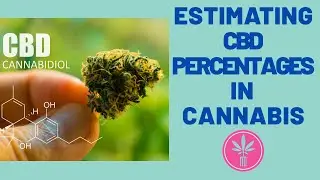 Estimating CBD Percentages in Cannabis