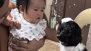 MUNTIK NA MAWALA ANG KAIBIGAN NI MICKA #dogs #minivlog #mharicka #pets #micka #bukoykoy 