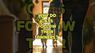 Why Do Cats Follow Their Owners? 🤯🐱