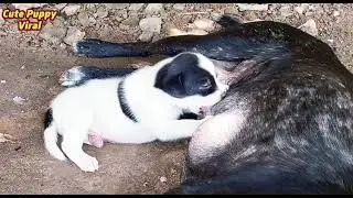 Poor Dog's Mother❤️❤️Nursing, Feeding Her New Puppies #puppy #cute #viral #dog #viralvideo #doglover