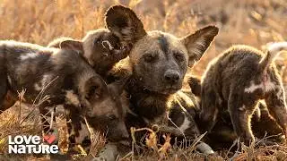Rewilding Six Orphaned African Wild Dogs | Wild Dog Island