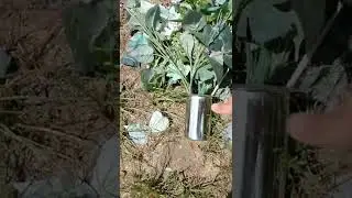 placing flowers by a marine grave.