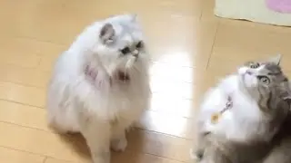 Cats Playing With Bubbles