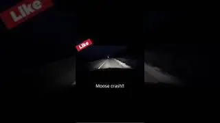 Night time Moose Crash!!  #SHORTS
