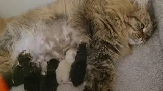One day old Siberian kittens.