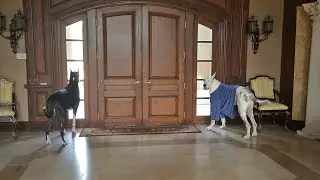 Funny Talking Barking Yawning Great Dane Watch Dogs