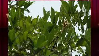 Dravya guna vigyan-Pongamia pinnata(Learn Medicinal plant in just 4minutes)- (Karanj)