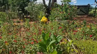 Chacrinha bem viver   est&aacute; ao vivo!