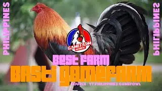 BEST FARM | BASTI GAMEFARM