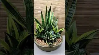 5 Snake Plants Front Door Decor Idea🪴 #snakeplant #frontdoordecor #homedecor #houseplants #idea