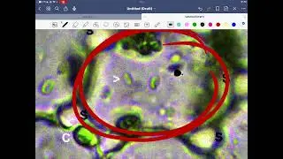 Biology lab 1 - Microscopes - Dr.Khaled Salman 