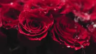 Water Droplets on Red Roses | 4K Aesthetic Nature Stock Footage | Copyright Free
