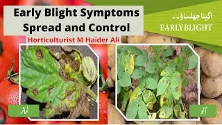 Early Blight Symptoms Spread and Control