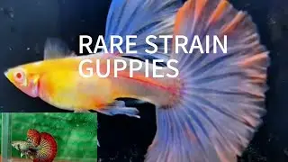 Top 10 Rarest Guppies in the World 🐠 | Rare Guppy Fish Compilation #RareGuppies #GuppyFish #Aquarium