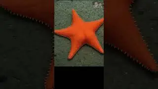 Patrick star | estrella culona | 海星 | 派大星 | милый | ปลาดาว | Hippasteria phrygiana | fofo