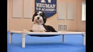 Rory (Mini-Bernedoodle) Puppy Camp Dog Training Video Demonstration