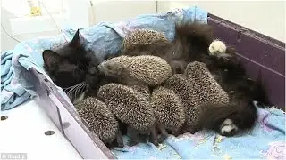 Cat Becomes Foster Mama to Eight Baby Hedgehogs