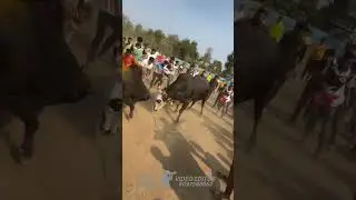 Barkya kalu 👑📌#bullfightlover #bullfight