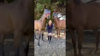 Включите этот звук, чтобы сфотографировать свою лошадь... поверьте мне 🤣