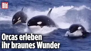 Pottwale k&auml;mpfen mit Stuhlgang-Strategie