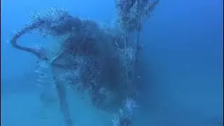 Dead Sharks in Ghost Gill net - Secas 