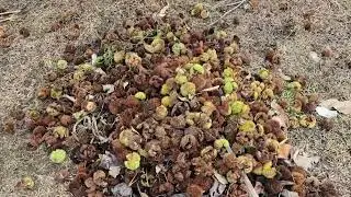 Chestnut /panger  /korarahi