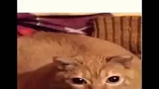 Gwa gwa (extended version)