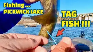 Extremely RARE FISH CATCH Fishing PICKWICK LAKE below WILSON DAM !!