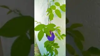 Clitoria ternatea 🌿aprajita