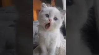 #catnap #catnaptime #catlover #kitten #catvideos #catnapchronicles #cute #catsnap #funny