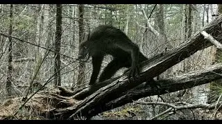 Our Helmsley, Werewolf Dogman Investigation