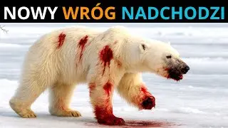 🚨 TERAZ: Drapieżnik, który POLUJE na NIEDŹWIEDZIE POLARNE w Arktyce