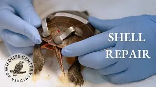 Turtle Shell Repair